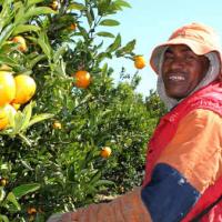 New research on Pacific labour mobility