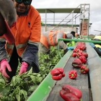 8,000 seasonal workers by 2025 from PNG